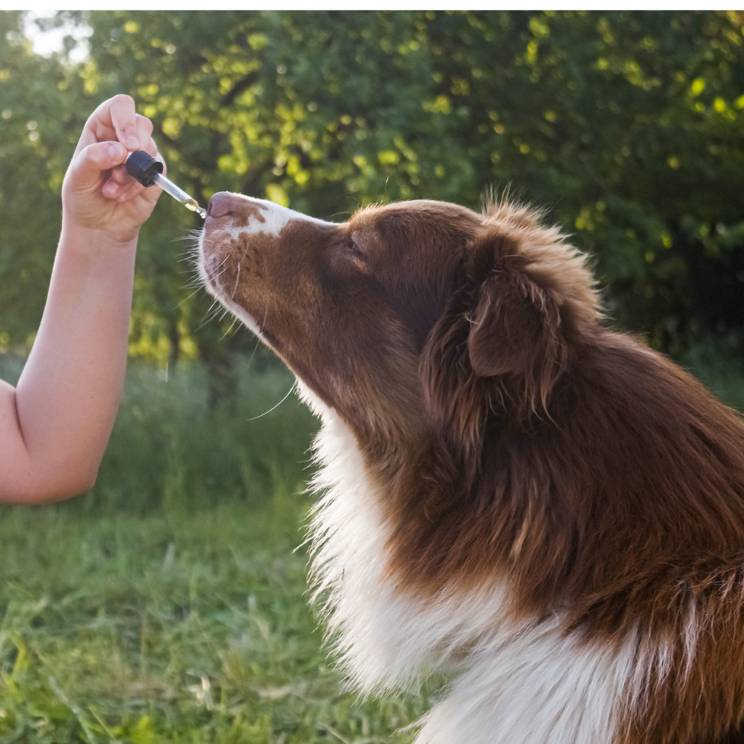 Pet Health