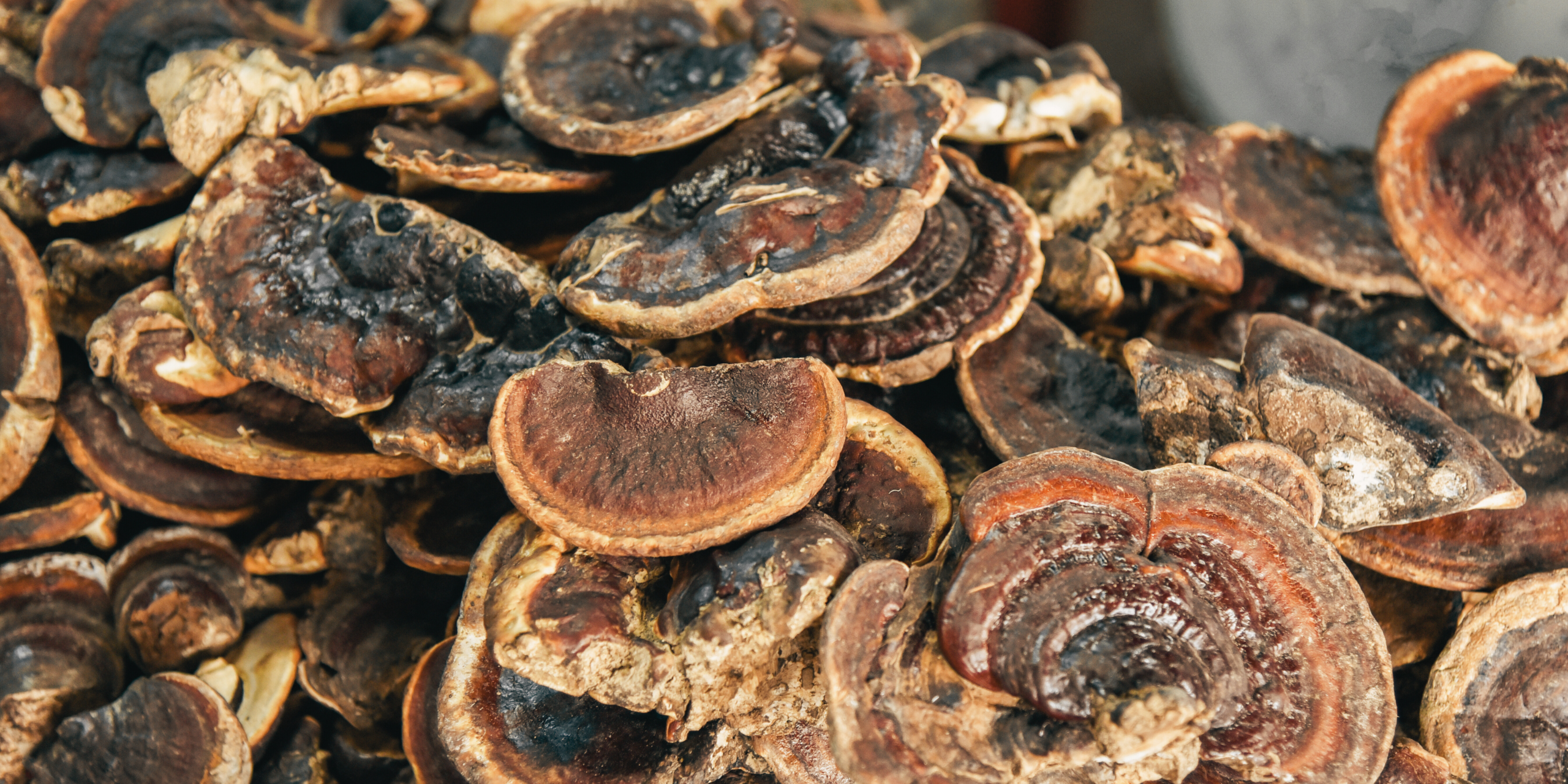 Reishi: The Mushroom of Immortality